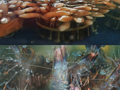 -三亚火车头万人海鲜广场