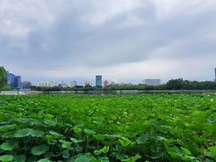 -莲花池公园