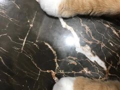 -宠爱国际动物医院·疑难骨科·心肾内科·皮肤科(太阳宫店)