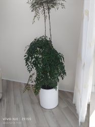 -HEYAN荷妍专业脱毛连锁机构