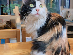 -Anne猫窝咖啡屋
