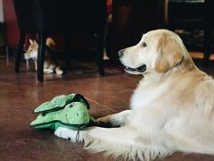 -百好乐宠物友好餐厅(朝外大街店)