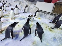 -芜湖新华联大白鲸海洋公园