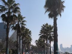 -金沙湖公园