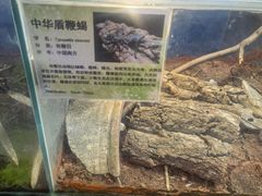 -上海大自然野生昆虫馆(东方明珠·爬宠昆虫探索中心)