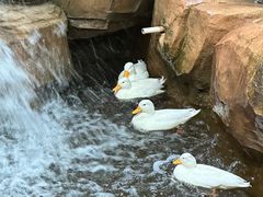 -石家庄市动物园