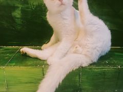 -猫色咖啡·猫咖