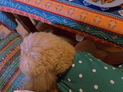 -半坡九号老挝冰咖啡