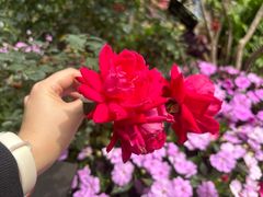 -深圳仙湖植物园