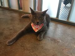 -喵屿·大理花园猫咖