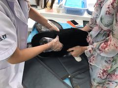 -纳吉亚猫专科动物诊疗中心(蒋宅口分院)