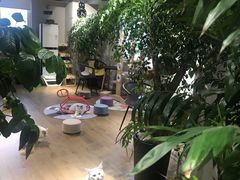 -东方名猫馆·英短金渐层布偶猫舍(环线广场1号楼店)