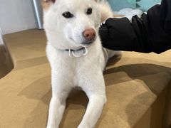 -柴务处·柴犬主题狗咖