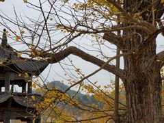 -千年银杏谷文化旅游区