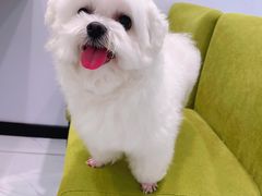 -艾吉宠物医院·疑难杂症转诊中心·猫友好(碧江路院)