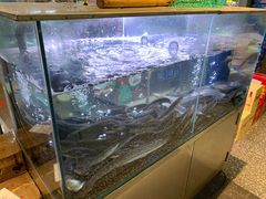 水产区-本炙炭烤·蒲烧活鳗料理店(金沙洲店)