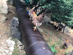 -鸡枕山