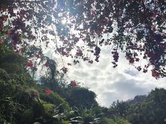 -野象谷景区