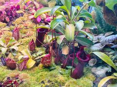 -中国科学院西双版纳热带植物园