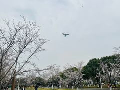 -羊山湖公园
