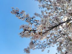 -高东镇樱花园