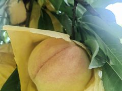 -老袁家蜜桃农场·阳山水蜜桃