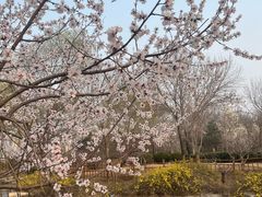 -燕郊植物园