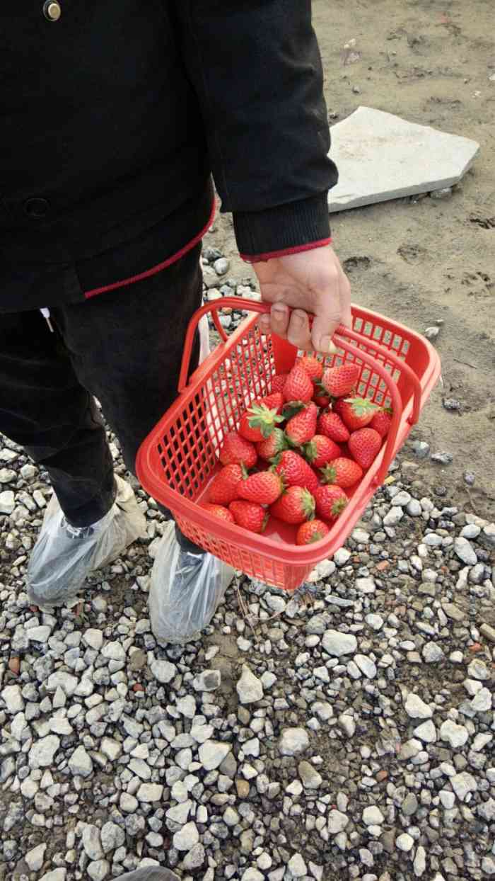 想著新鮮,沒有去超市,去草莓園買的,回家給寶寶先吃了兩個,然後自己吃