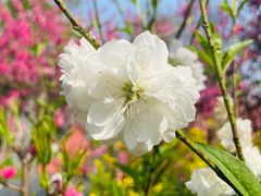 -南汇桃花村