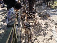 -深圳野生动物园