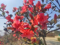 -瑞安圣井山景区