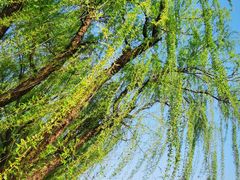 -昆山城市生态森林公园