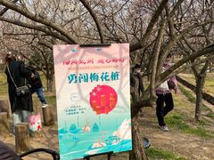 -香雪海