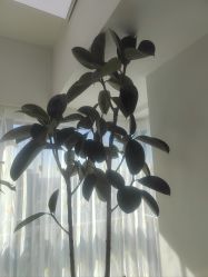 -HEYAN荷妍专业脱毛连锁机构