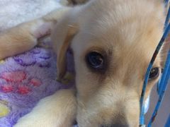 -严国平动物医院(德政总院)