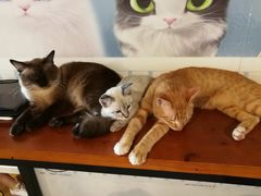 -Cappucimeow猫咪咖啡馆(韦伯时代店)