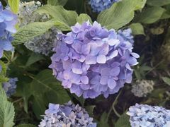 -大塘金香草谷