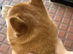 -柴犬高等学院·狗咖·柴犬售卖·宠物训练