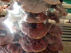 -龙大花卉苗木市场