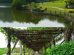 -大屏嶂森林公园