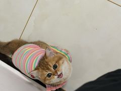 -四月宠物医院·猫专科·心脏专科·内科(转塘店)