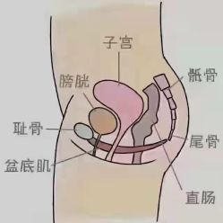 -香薇妮丝·定制减肥·身材管理