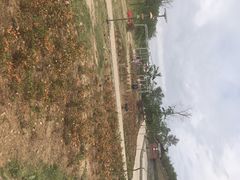 -绵阳盛世樱花悠乐谷