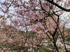 -南山植物园