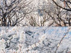 -广州市流溪河国家森林公园