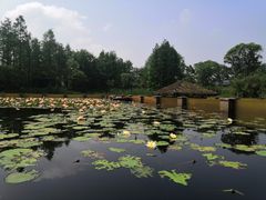 -西溪国家湿地公园