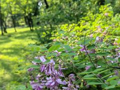 -国家植物园南园