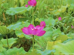 -西湖风景区-江洋畈生态公园