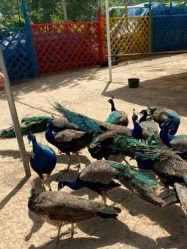 -萌宠亲子动物乐园(槐房万达店)