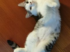 -北京观赏动物医院·24小时大型综合·猫专科·异宠专科